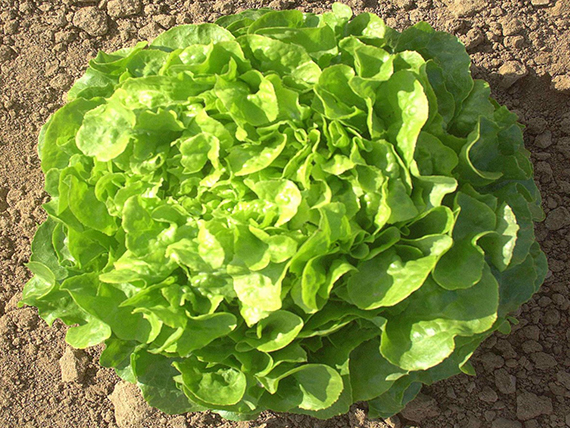 pianta di Insalata Foglia Di Quercia Bianca bio