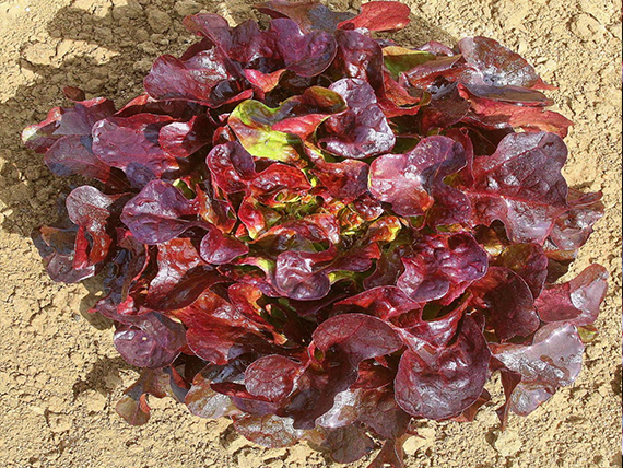 pianta di Insalata Foglia Di Quercia Rossa bio