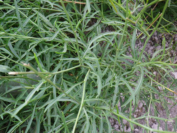 pianta di Insalata Rucola Selvatica bio